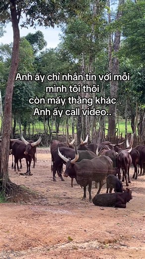 #GreenCreator #VinWonders #dulich #tournhotnguoithathu #jz45uvr Mời bạn trải nghiệm tour nhốt người thả thú