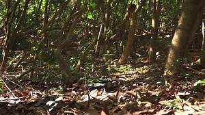 Watch Remote Control Fighting Tanks on Amazon Live