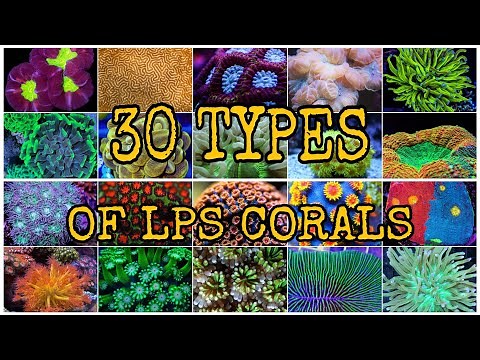 30 TYPES OF LPS CORALS