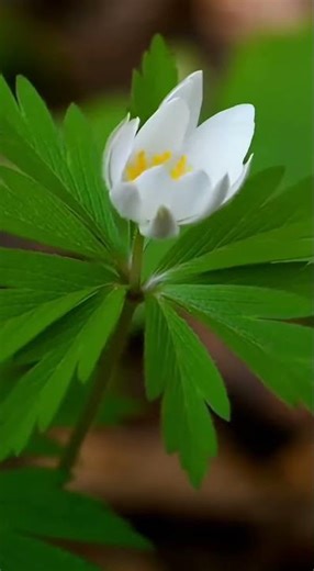 ✨「10秒银莲花绽放全过程，纯白花瓣闪烁银光！」10-Second Silver Cloud Anemone Bloom – Delicate Time-Lapse!」