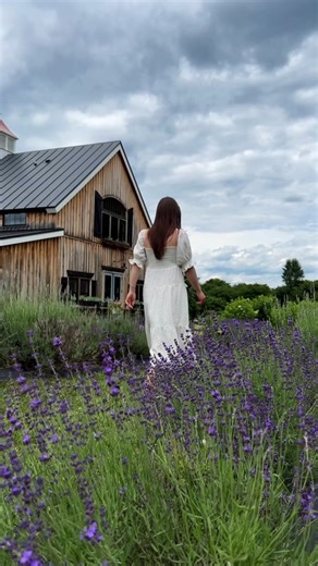 Top 5 Lavender Farms in Virginia for U-Pick Flowers