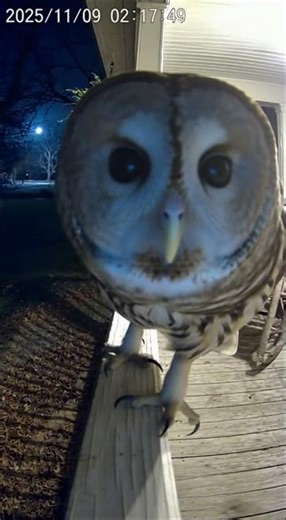 Owl Lands on Porch and Stares Into Camera — Double Blink! 🦉😂