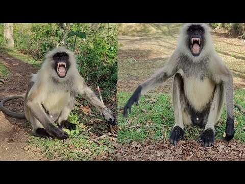 Angry Monkey Attack 😱 | Dangerous Gray Langur Close Encounter | Wild Monkey Behavior