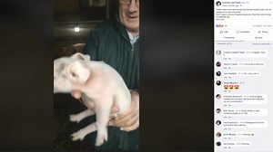 21K views · 376 reactions | What a Lambing season we’ve had! Farmer Dale has compiled this great little video showing some of the highlights from our Facebook Lives and there’s been plenty! | Cannon Hall Farm | Facebook