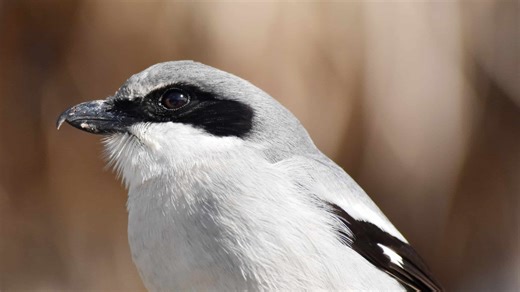 Meet the Shrike: The Butcher Bird That Impales Its Prey on Sharp Objects
