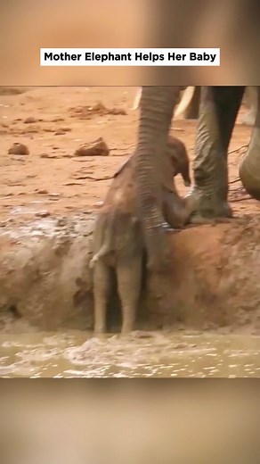 Mother Elephant helps her baby #wild #animalwild #fyp #elephant #animals #elephants