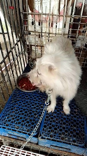 ‼️ Rescued🙏 We named him Tim ( Timawa )he is a Japanese Spitz, a little bit aggressive. He is now safe in the unit and hopefully we can gain his trust. If after two weeks no one will claim him...we will post him for adoption. https://www.facebook.com/share/r/17vN3uCjnq/ Special thanks to Ms. Mariaa Nicole for feeding and making a temporary roof for him until we rescue him,God bless Ms.🙏 | Team Rescue Iloilo