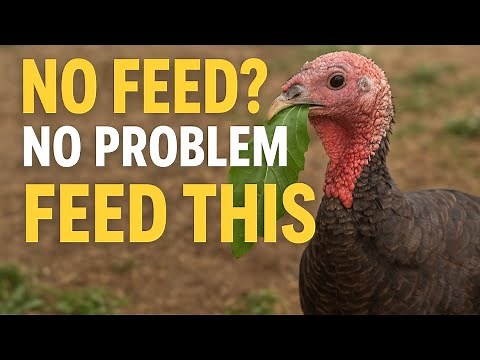 Turkey Farming , Feeding Turkeys Naturally With Greens And Vegetables #turkey #poultry