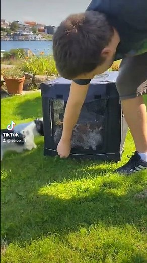 Jack Russell Puppies' First Grass Adventure!