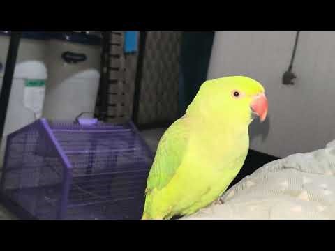 Talking parrot vlog video | AC Parrot 