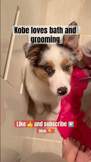 Australian Shepherd puppy warm shower and grooming. #australianshepherd #puppy #shower #grooming