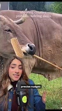 After 10,000 Years Scientists Discover Cows Can Use Tools!!