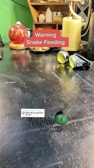 This Snake Feeding Trick Is Amazing