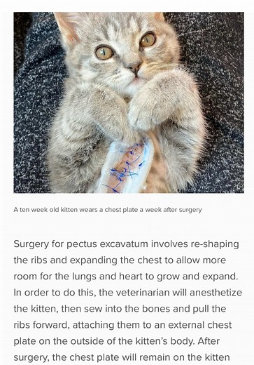 Understanding Surgery for Pectus Excavatum in Cats