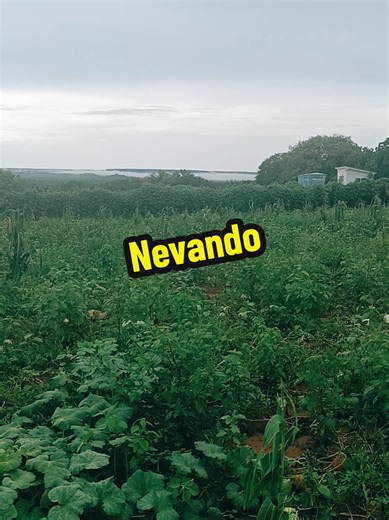 #nevando #tacaindoneve #neve