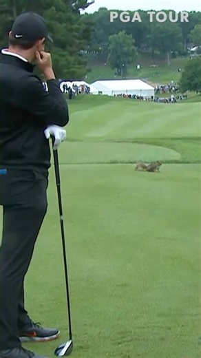 🐿️ squirrel crossing 🚸