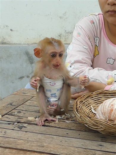 Baby Monkey Bom's Family | Mr Bon