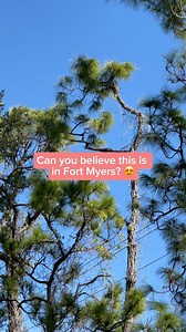 273K views · 3.4K reactions | Spend the day at the Calusa Nature Center & Planetarium!  Meet rescue animals 曆 Wander through the butterfly house 量 Explore scenic nature trails  Check out the only planetarium in Fort Myers | Visit Fort Myers | Facebook