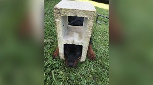 Firefighters in Florida had to use the Jaws of Life to rescue a Rottweiler pup stuck in cinder block: https://bit.ly/2DFNUXJ | Dayton Daily News
