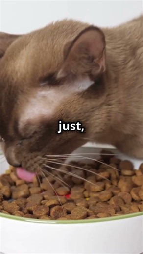 Will Cats Eat Dog Food? The Surprising Truth!