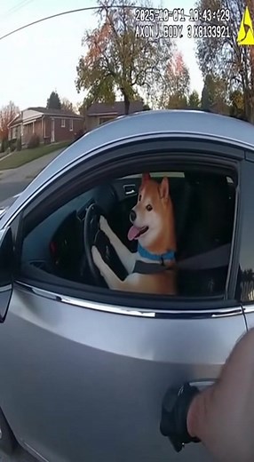 Dog on the run. If you've seen him, please dial 911. #dogs #cats #cuteanimals #animalsontherun #police