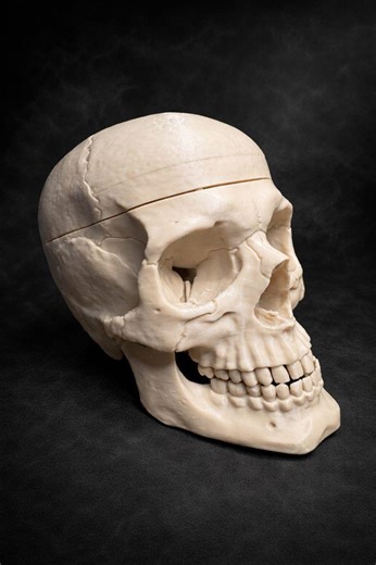Anatomically Accurate Human Skull | 3D Printed Medical Model - Etsy