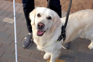 Here's Why It's Not OK to Pet Service Dogs (and What You Should Do Instead)