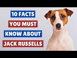 10 Facts You Must Know About Jack Russell Terriers 💖 DOGS 101
