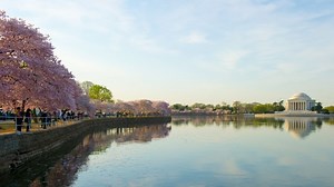 Photos: Cherry blossoms in bloom at last | CNN