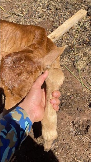 Inbreeding causes birth defects in calves | #thuyvuhao #cow