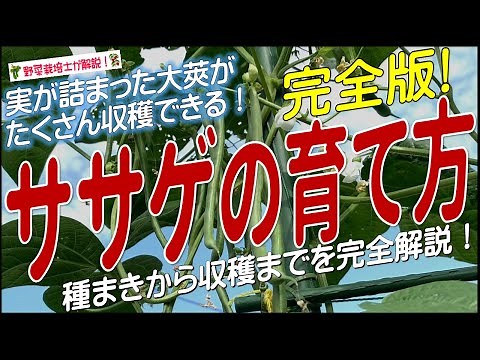 ササゲの上手な育て方（種まきから収穫まで完全解説）ササゲ栽培のコツとポイントを掴める！