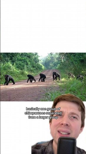 What can chimp wars tell us about human conflict?