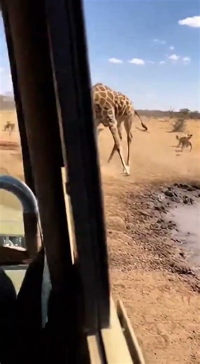 Giraffe Flings Crocodile: Dramatic Safari Wildlife Encounter