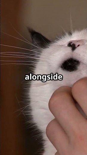 Why Dogs Chase Cats: The Untold Story! #shorts