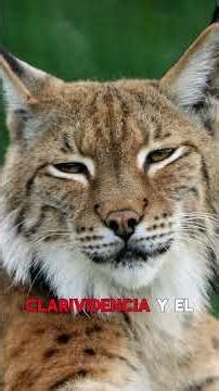 Discover your TOTEM ANIMAL (Part 9) #esotericismspiritualhelp #totemanimal