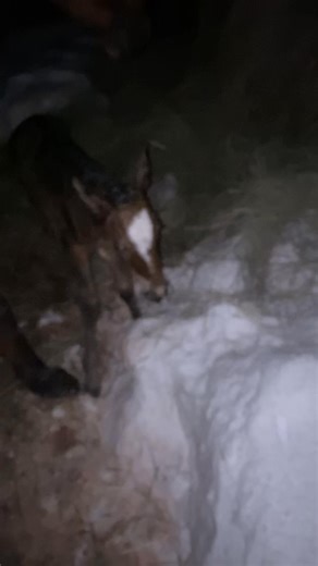 One day in 2019, your college rodeo coach (Jim Boy Hash) is going to buy a 13 hand mare named My Little Pony out of the Simon Sale to use for the yearly clinic. It's very important that you talk him out of her because she will go on to be your do it all horse; replacement goat tying horse for the remainder of the college season, ranch horse, be one of the best bucking horses to help grow your youth program and be a great producer. From My Little Pony, we introduce to you, Little Miss X | Rocky M