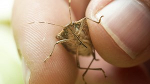 What To Do About Stink Bugs In Your Home And Garden