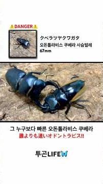 오돈톨라비스쿠베라사슴벌레의 위험성 #クベラツヤクワガタ #odontolabis #クワガタ #사슴벌레
