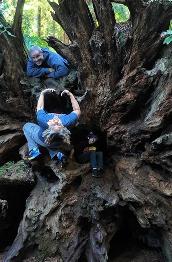 Stout Memorial Grove trail Redwood Forest hike