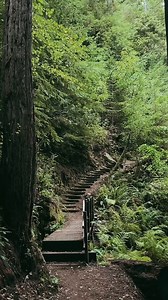 With its rugged coastline, lush forests, and stunning mountain views, Mendocino County is a hiker’s paradise. Each step along these trails brings you closer to nature’s beauty.🌿🌊 Ready to hit the trails? Let the journey begin. 📸: @‌asideofsweet on Instagram #MendocinoHiking #NatureLovers #Trailblazing #ExploreMendocino #OutdoorAdventure | Skunk Train