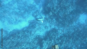 aerial look down view from top to a diver diving at the bottom of the ocean with bubble breathing from mouth surrounding by corals and sandy floor in blue turquoise underwater world view in pacific