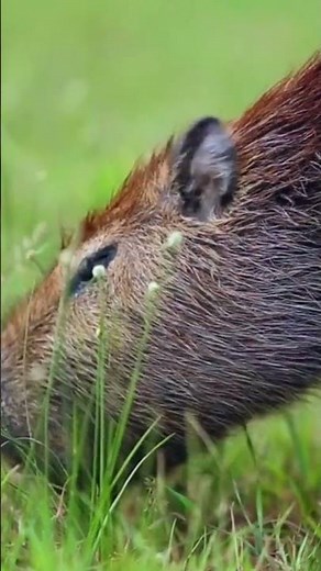 Do Capybaras Make Good Pets? 🦫 Can You Own a Pet Capybara?