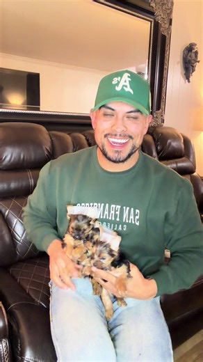 The Adorable World of Yorkies: Cute & Playful Moments