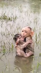 How poor tiny baby monkey? Look so pity much | Vlog Monkey