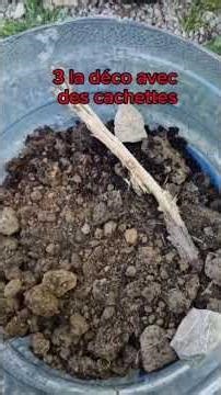 comment faire un terrarium pour grillons?#grillon