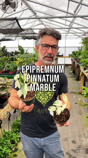 Let your home interior glow with an Epipremnum pinnatum ‘Marble’ - an attractive and rare variegated indoor plant. With its unique marble-like foliage, this eye-catching and low-maintenance houseplant will add a touch of elegance to any room. We recommend providing your Epipremnum pinnatum ‘Marble’ with a coco pole or other support structure. The higher the climb, the larger the leaves will get! Epipremnum pinnatum ‘Marble’ care: This plant prefers a well draining soil that is rich in organic ma