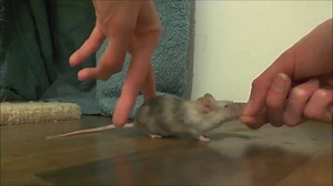 Apprendre aux souris à marcher à reculons