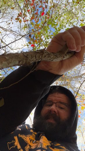 Josh Williams on Instagram: "I’m getting a lot of comments and messages and while stomping through the woods it’s hard to answer everyone so I just made a video to answer the most common questions and provide a small update. Ferguson is a 100lb, approximately 2 foot wide Sulcata Tortoise. Native to the desert he won’t survive the cold temperatures we’re expecting but has the ability to travel long distances quicker than most people would think."