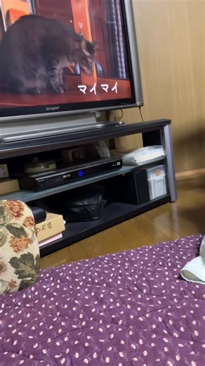 e.akistation on Instagram: "**14歳アンジュの幸せTV鑑賞 「岩合光昭の世界のねこ歩き」台南 よく見、よく聞き、ゴロゴロ喉を鳴らして…その後スヤスヤと眠りに。寒い日が続きますがいつも素晴らしい番組をありがとうございます。 #猫のtv鑑賞 #nhk岩合光昭の世界ネコ歩き"