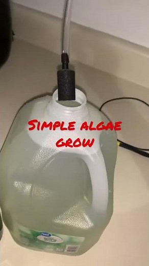 Simple algae bioreactor grow